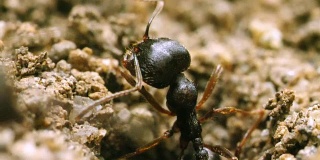 蚂蚁在蚁丘洞的极端宏观