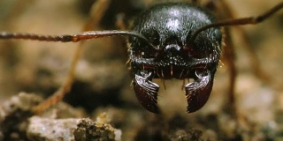 蚂蚁头部的触角和钳状下颚