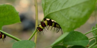毛虫在花园里爬和吃蝴蝶豌豆