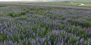 冰岛的野生羽扇豆田