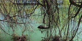 黑天鹅在公园的一个湖上的一棵树的树枝旁游泳