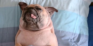 哈巴狗正在午睡，躺在床上的枕头上，身上裹着毯子，舌头伸着，看起来很滑稽