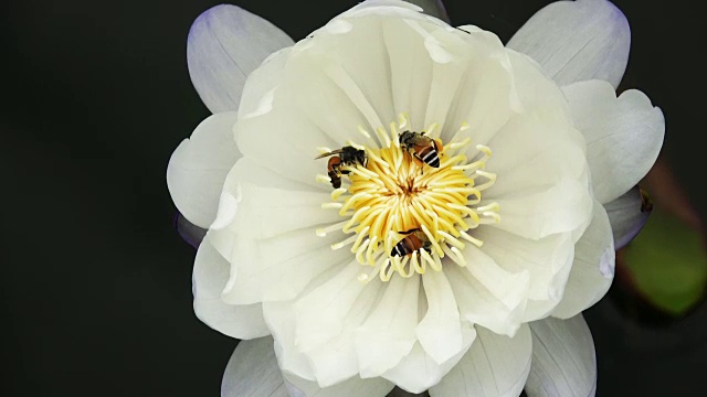 蜜蜂从莲花中采集花蜜和花粉