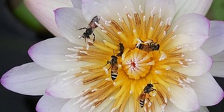 蜜蜂从莲花中采集花蜜和花粉