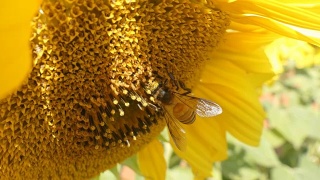 蜜蜂试图在向日葵头上找到最好的花粉的细节视频素材模板下载