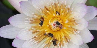 蜜蜂从莲花中采集花蜜和花粉