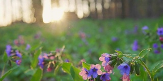 森林的花朵在黎明。春天在森林里。太阳射线。