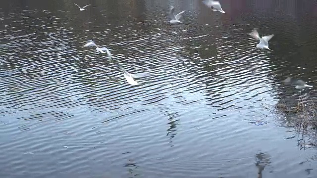 大自然。海鸥在湖边飞翔寻找食物