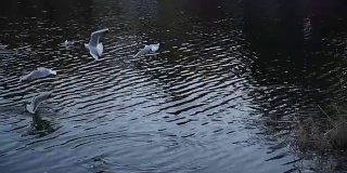 大自然。海鸥在湖边飞翔寻找食物