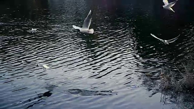 大自然。海鸥在湖边飞翔寻找食物