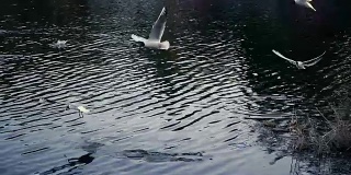 大自然。海鸥在湖边飞翔寻找食物