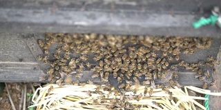 养蜂人从蜂箱中提取蜂蜜