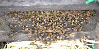 养蜂人从蜂箱中提取蜂蜜