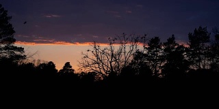 日落。日落的背景是一棵树和鸟