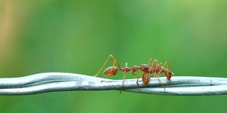 红蚁群行走，并携带着一具挂在铁丝上的蚂蚁尸体