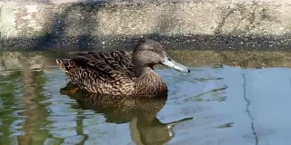 阿拉斯platyrhynchos。棕色的母野鸭。鸟在水面上。