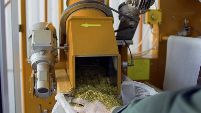茶厂工人将凉茶从机器中铲入袋中