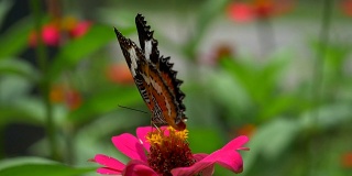 黑色和橙色的蝴蝶飞离粉红色的花后喂食。慢动作