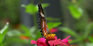 虎蝶上花。以粉红色花朵为食的帝王蝶。慢动作