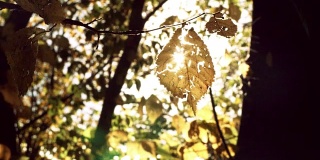 Autumn_01