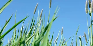 在一个晴朗的四月天，长长的绿色野草在微风中摇曳。