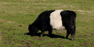 黑白皮带加洛威牛在苏格兰的田野放牧