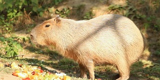 卡皮巴拉大型啮齿动物在吃水果
