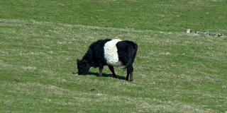 黑白皮带加洛威牛在苏格兰的田野放牧