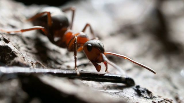 宏镜头与移动的蚂蚁。聪明的昆虫摆动着它的下颚