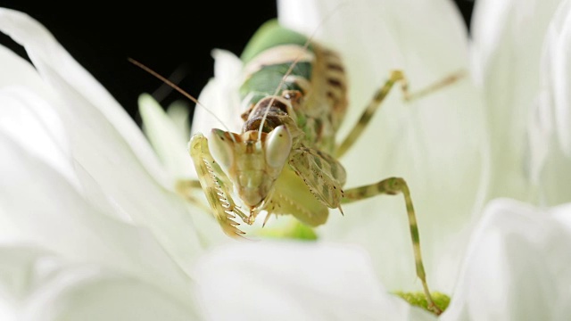 Creobroter meleagris mantis eating something in flower