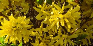 开花灌木在早春在多风的天气黄色