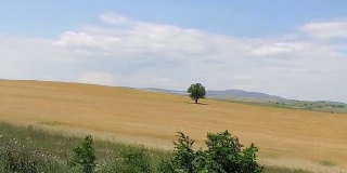 蓝天下麦田中间的一棵孤独的绿树，电影般稳定的运动