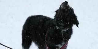 黑色的狗在冬天的暴风雪