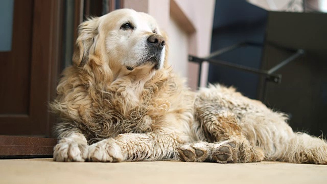 金毛猎犬在地板上打盹