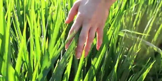 手女孩触摸绿色的稻田背景，巴厘岛，印度尼西亚。近距离