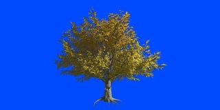 风中一棵美国榆树。蓝色屏幕α。