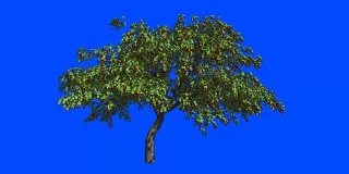 风中的樱桃树。蓝色屏幕α。
