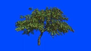 风中的樱桃树。蓝色屏幕α。视频素材模板下载