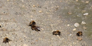 欧洲黑蜂从地面收集水分(意大利蜜蜂)