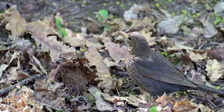 画眉密切关注着周围的发展(Turdus philomelos)