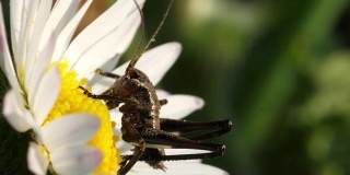 蟋蟀吃雏菊花的花粉