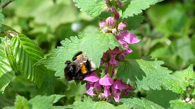 Large bumblebee cleans its paws after collecting pollen on the flowers of dead nettles (Bombus)