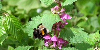 Large bumblebee cleans its paws after collecting pollen on the flowers of dead nettles (Bombus)