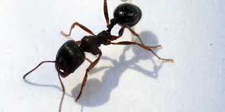 六脚蚂蚁昆虫行走