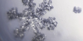 在显微镜下微距拍摄的雪花的明亮水晶冰枝