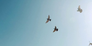 群鸽子。一群鸟迎着天空飞翔。慢镜头120帧/秒