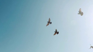 群鸽子。一群鸟迎着天空飞翔。慢镜头120帧/秒视频素材模板下载