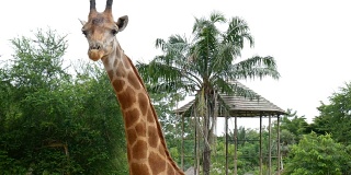 野生动物园里的一只长颈鹿。动物园里有长颈鹿。长颈鹿咀嚼。长颈鹿驼豹，头部靠近。