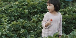 亚洲小女孩在假期和妈妈一起去农场采摘草莓