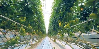 快速镜头西红柿的灌木排在温室与通道之间